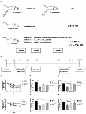 Elamipretide (SS-31) Improves Functional Connectivity in Hippocampus and Other Related Regions Following Prolonged Neuroinflammation Induced by Lipopolysaccharide in Aged Rats